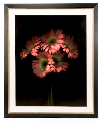 Barry Taratoot "Untitled (Pink Daisy)" Photograph