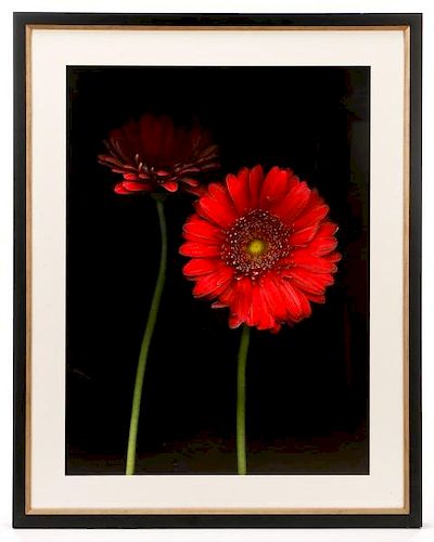 Barry Taratoot "Untitled (Red Daisy)" Photograph