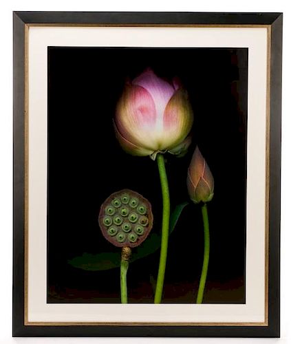 Barry Taratoot "Untitled (Pink Tulip)" Photograph