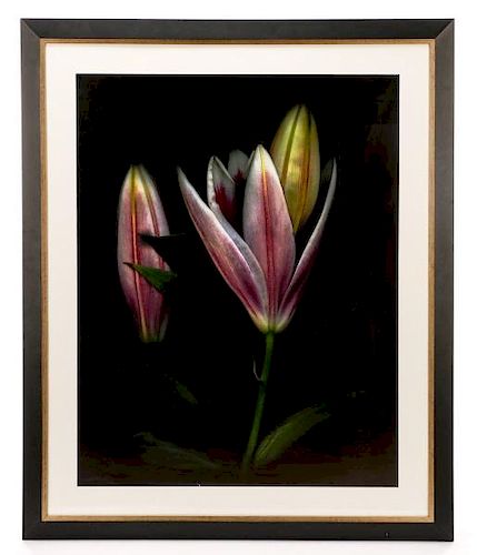 Barry Taratoot "Untitled (Lily)" Photograph