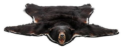 An American Black Bear Hide Length 58 inches.