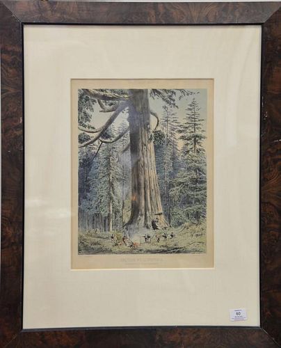 After F. Schenck, colored lithograph, Sequoia Wellingtonioa Mariposa Grove South California, sight size 17 1/2" x 13"  Provenance:...