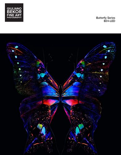 A Giuliano Bekor Fine Art Photography, Butterfly B24 LED Transparent Print