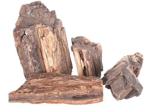 Petrified Wood Collection With Mineral Deposits