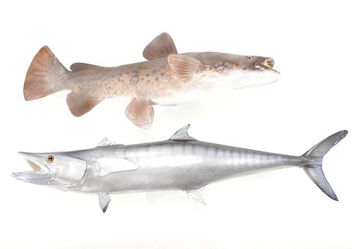 King Mackerel & Channel Catfish Mounts