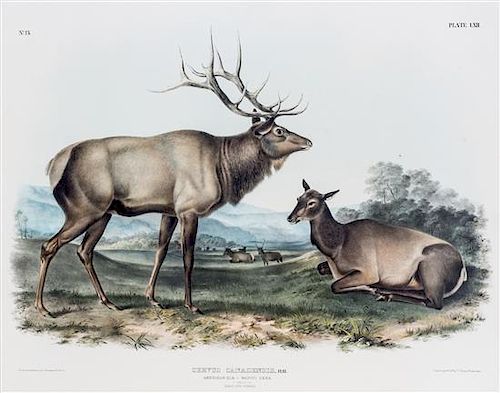 (AUDUBON, JOHN JAMES after) BOWEN, J.T.  American Elk-Wapiti Deer, plate LXII, no. 13.
