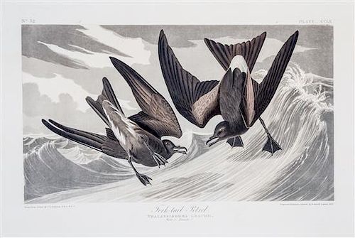 * (AUDUBON, JOHN JAMES, after) HAVELL, ROBERT. Arctic Yager, Lestris Parasitica, plate CCLXVII, no. 54, from Birds of America