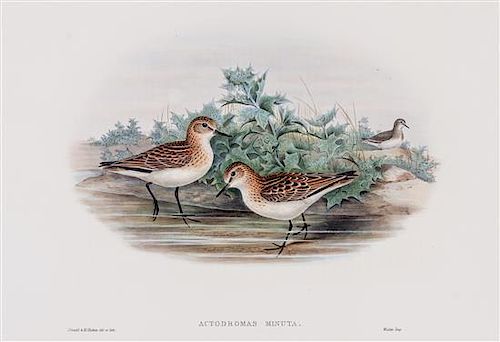 GOULD, JOHN.  Fork-tailed Storm-petrel and Little Stint. Both from The Birds of Great Britain. c. 1863.