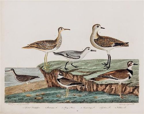 WILSON, ALEXANDER. Group of two hand-colored engraving prints from American Ornithology. Philadelphia, 1808-1814.