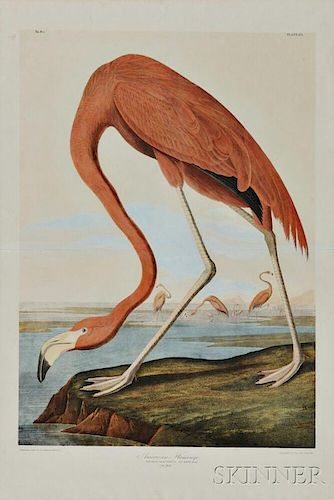 Audubon, John James (1785-1851) American Flamingo.