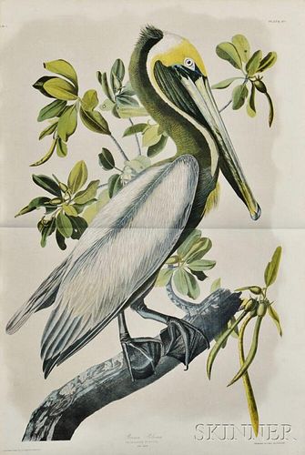Audubon, John James (1785-1851) Brown Pelican.