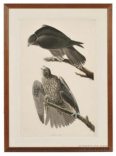 Audubon, John James (1785-1851) Labrador Falcon  , Plate CXCVI.