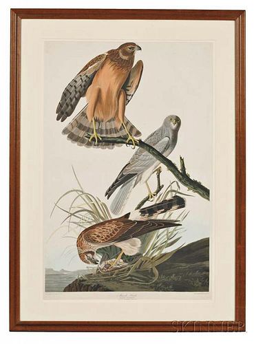 Audubon, John James (1785-1851) Marsh Hawk  , Plate CCCLVI.