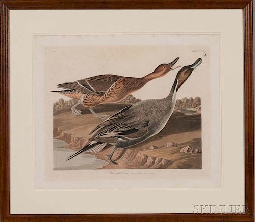 Audubon, John James (1785-1851) Pintail Duck  , Plate CCXXVII.