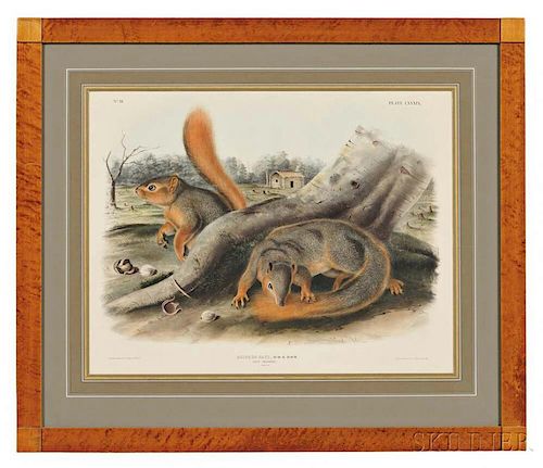 Audubon, John James (1785-1851) Say's Squirrel  , Plate LXXXIX.