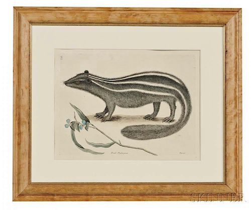 Catesby, Mark (1679-1749) Five Natural History Prints.