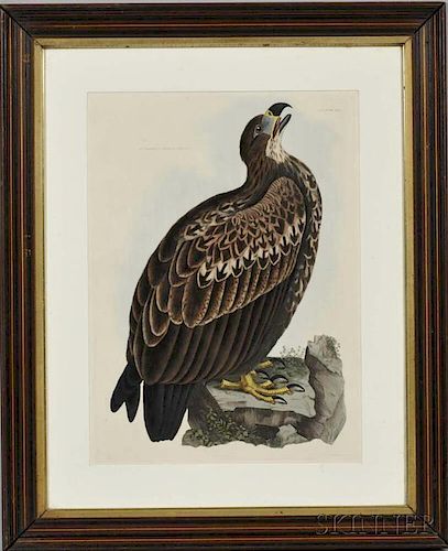 Selby, Prideaux John (1788-1867) Cinerous Eagle, Young.