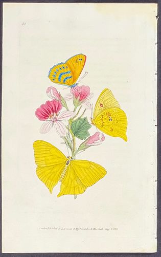 Donovan - Cipris Butterfly. 40