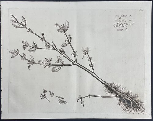 Rheede - Botanical Engraving: Nir-Schulli. 46