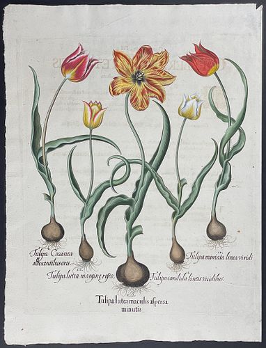 Besler - Tulips