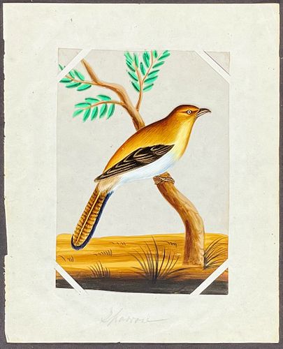 Original Gouche Painting of Indian Bird: Sparrow