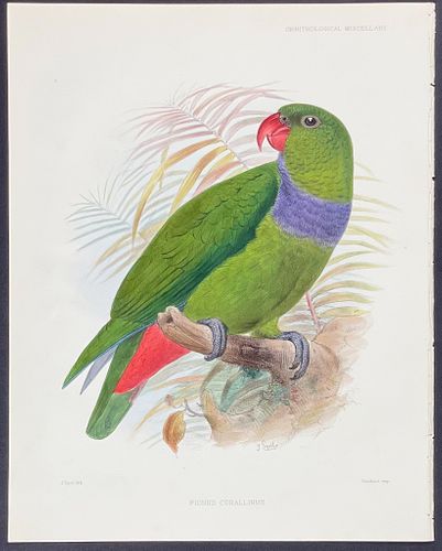 Rowley & Smit - Red-billed Parrot; Pionus corallinus