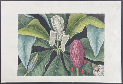 Catesby, Folio - Magnolia - The Umbrella Tree (Big Leaf Magnolia)