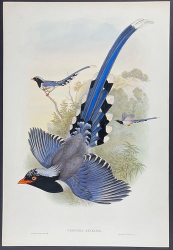 Gould - Chinese Blue Pie