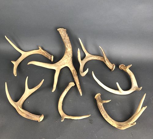 A Group of 7 Antlers