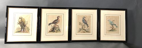 Group of 4 Bird Engravings