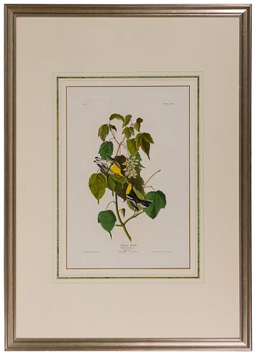 John James Audubon (American, 1785-1851) 'Hemlock Warbler' Hand-Colored Engraving and Aquatint