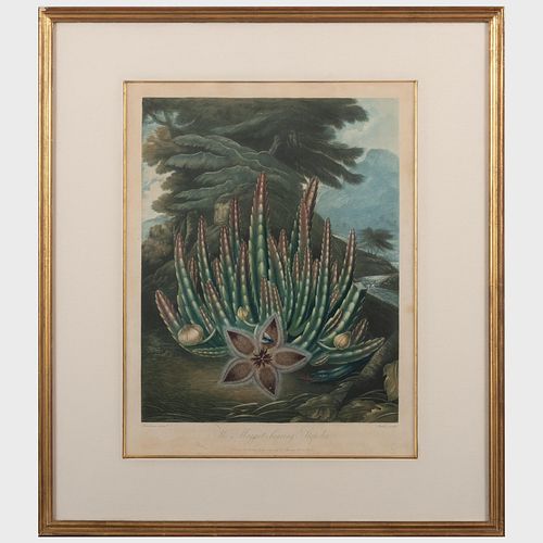 Robert John Thornton (1768-1837): The Temple of Flora: Aloe; Cowslip; and Stapelia