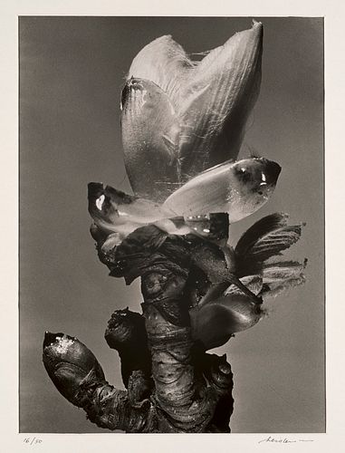 Heinrich Heidersberger Sammlung von 3 Photographien. 1936-38/1956. Je Vintage Silbergelantineabzug auf Photopapier. Blattmaße von 35,8 x 35,8 cm bis 4
