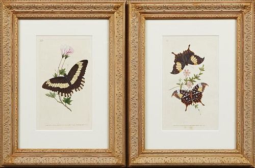 English School, "Butterflies," early 20th c., pair