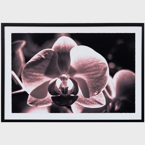 Nathaniel Kramer: Orchids: Four Images