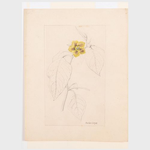 Charles Etienne Corpet (1831-1903): Botanical Drawing