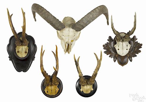 Four European mounted stag antlers, ca. 1900, one with a carved acorn plaque, tallest - 10''