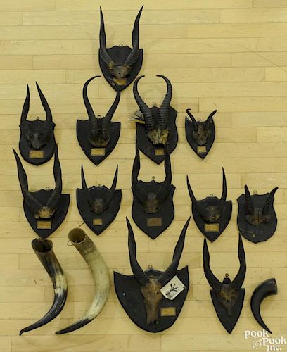 Twelve mounted African Bushbuck horns, together with gemsbuck horns and others, 38 1/2'' l.