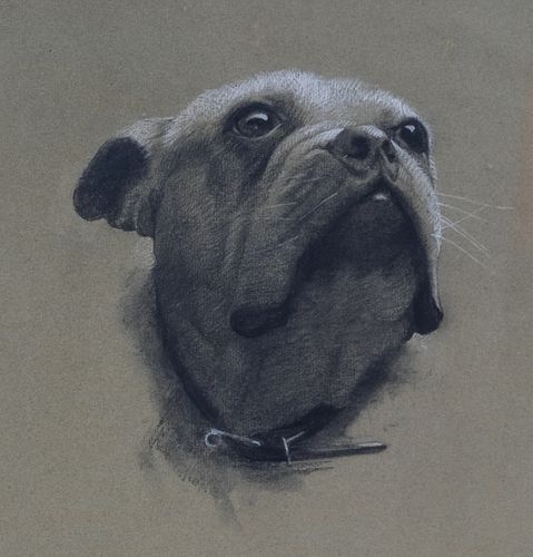Franklyn H. Stokes, Portrait of Dog (Sgt. Stubby?)
