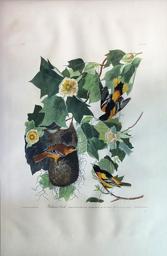 Audubon Aquatint Engraving, Baltimore Oriole