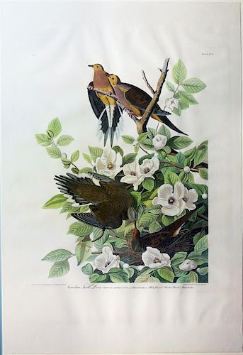 Audubon Aquatint Engraving, Turtle Dove