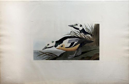 Audubon Aquatint Engraving, Western Duck