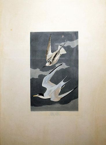 Audubon Aquatint Engraving, Lesser Tern