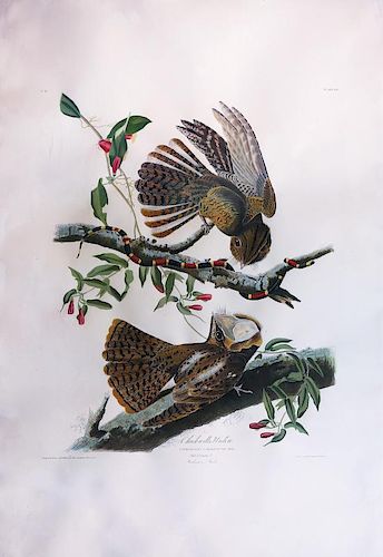 Audubon Aquatint Engraving, Chuck-Will's Widow
