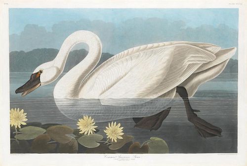 Audubon Aquatint Engraving, Common American Swan
