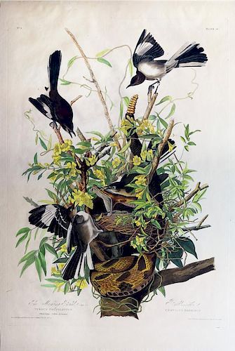 Audubon Aquatint Engraving, Mockingbird