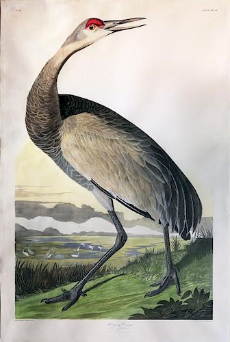 Audubon Aquatint Engraving, Hooping Crane