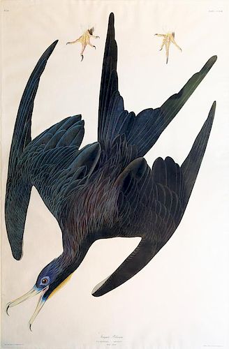 Audubon Aquatint Engraving, Frigate Pelican