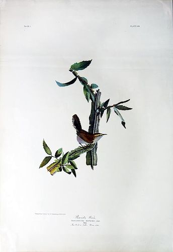 Audubon Bien Chromolithograph, Bewick's Wren