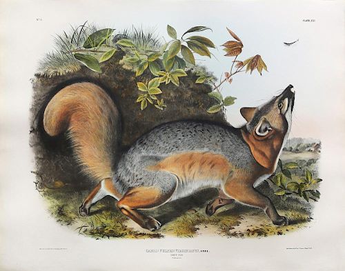 Audubon Quadrupeds, Imperial Folio, Grey Fox